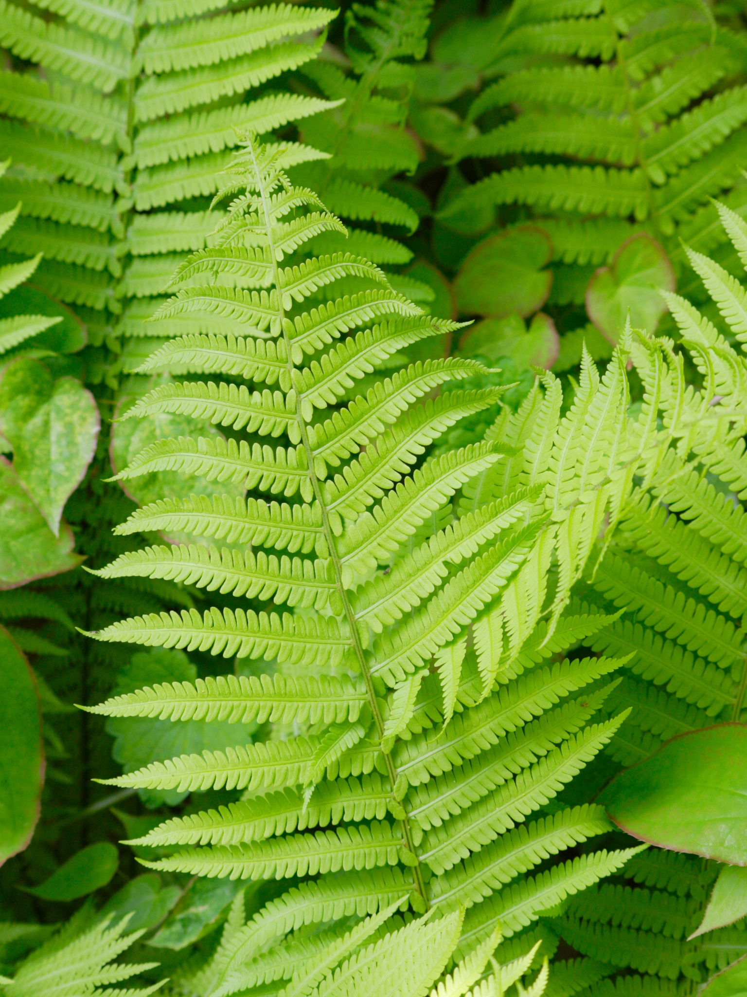 Ostrich Fern (Matteuccia struthiopteris) — Corn Hill Nursery
